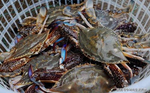 如何挑选梭子蟹视频,如何挑选新鲜美味的梭子蟹