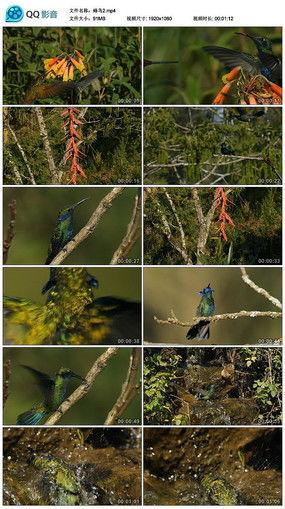鸟巿视频,探寻鸟类市场的生态魅力