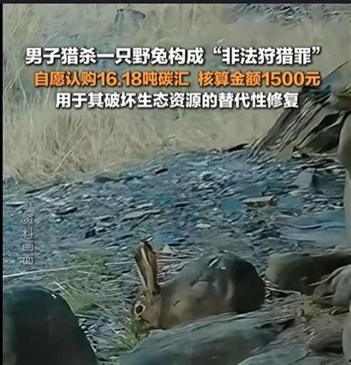 杀野兔视频,惊心动魄的野外狩猎纪实