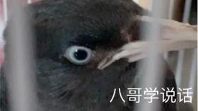 小八哥仙人跳视频,一场精心策划的骗局全纪录