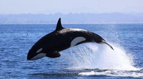 虎鲸吃人视频,虎鲸吞噬人类惊悚视频曝光